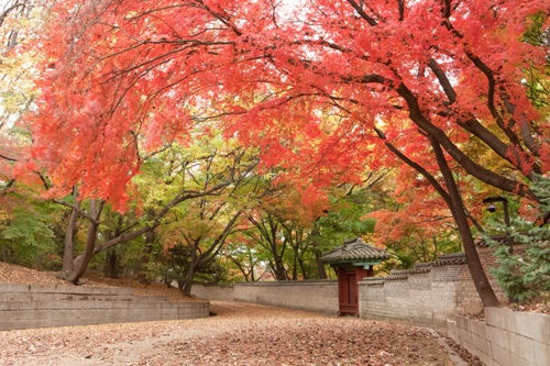 Changdeokgung Palace 参考图 1