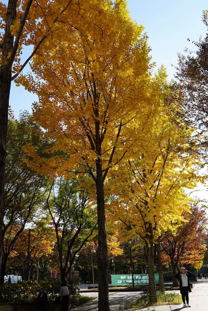 Seoul Forest (首尔林) 参考图 1